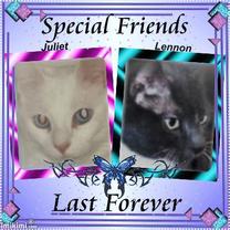 Special Friends Last Forever